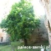 Ząbkowice Śląskie - Zamek